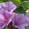 Picasa 2.7
